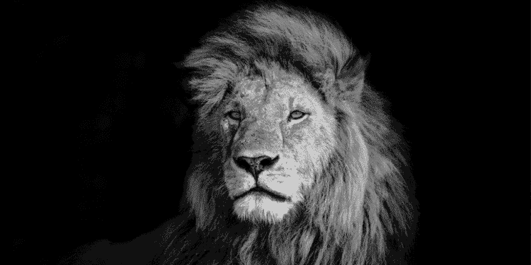 email subscriptions, marketing maniac, digital boom, lion marketing, lion digital, egypt