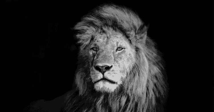 email subscriptions, marketing maniac, digital boom, lion marketing, lion digital, egypt