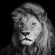 email subscriptions, marketing maniac, digital boom, lion marketing, lion digital, egypt